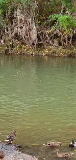 Ducks peacefully wading in a green river, surrounded by lush greenery.