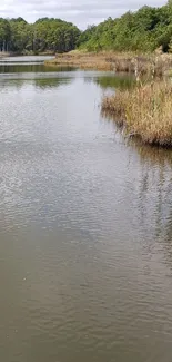 Serene river view with lush greenery.