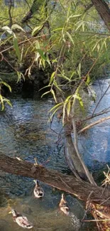 Peaceful river setting with ducks and lush willow branches.