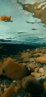 Underwater riverbed scene with orange fish.