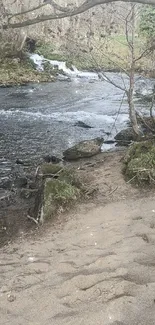 Serene riverside path with tree and stream.