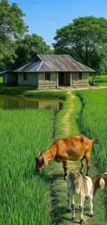 Green field with goats and a rustic house