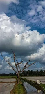 Tranquil tree in a rural landscape under dramatic clouds.