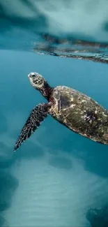 Sea turtle glides through tranquil blue ocean.