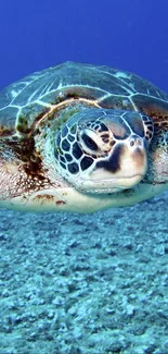 Serene sea turtle gliding through blue ocean waters.