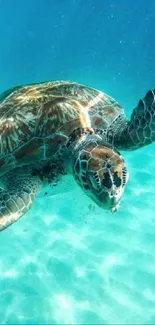 A sea turtle swimming in the clear blue ocean waters.