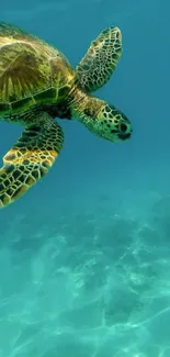 A serene underwater view of a sea turtle swimming in turquoise blue waters.