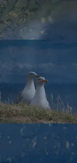 Mobile wallpaper of seagulls by the sea, peaceful and serene.