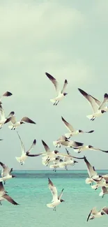 A flock of seagulls flies over a turquoise ocean under a light blue sky.