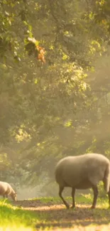 Sheep grazing on a sunlit forest path with serene golden light.