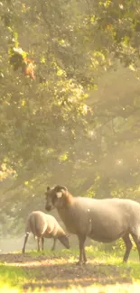 Sheep grazing in a sunlit forest path.