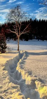 Serene snow path through forest under a vibrant blue sky.