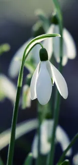 Close-up of white snowdrops with green stems in soft focus.