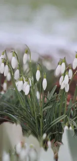 Snowdrops blooming amidst lush green leaves, capturing spring's essence.