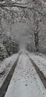 Serene snowy forest path with frosted trees in winter.