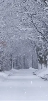 Snow-covered path through tranquil winter forest.