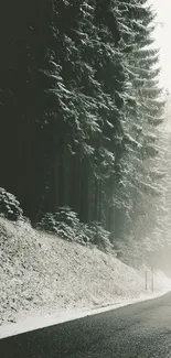 Snowy forest road with evergreen trees and misty ambiance.