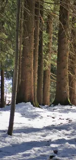 Tall trees in a snowy forest with sunlight filtering through.