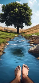 Peaceful stream and tree landscape on a sunny day.