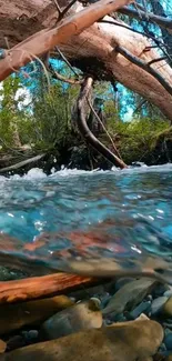 Flowing stream and lush forest scenery wallpaper.