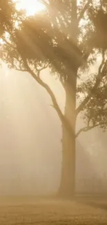 Nature wallpaper of a sunlit tree in mist.