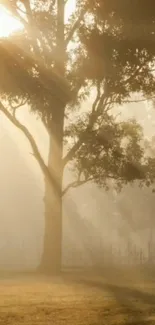 Sunlit tree in serene, golden morning landscape.