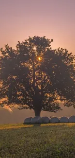 Serene sunrise behind a tree with morning hues and distant misty hills.