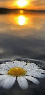 A serene sunset with a daisy on a lake surface.