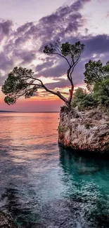 Serene beach sunset with tree on rocks and vibrant colors.