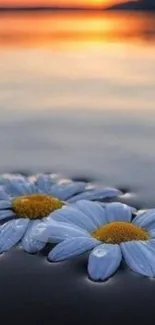 Floating daisies on water at sunset, creating a serene mobile wallpaper.