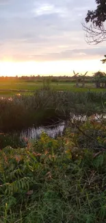 Tranquil sunset over lush marshland reflecting the colorful evening sky.