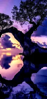 Twisted tree silhouette with purple sunset reflection on water.