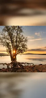 Sunset behind a tree by a tranquil lake.