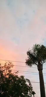 Serene sunset with palm tree silhouette under pastel sky.