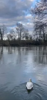 A serene lake scene with a lone swan gliding gracefully over calm waters.