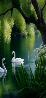 Graceful swans on a serene lake with lush greenery and willow trees.