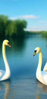 Three swans glide peacefully on a tranquil lake.