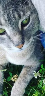 Grey tabby cat relaxing on lush green grass.