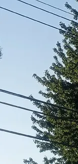 Wallpaper of lush green trees against a clear blue sky with power lines.