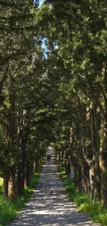 Serene tree-lined pathway under the blue sky.