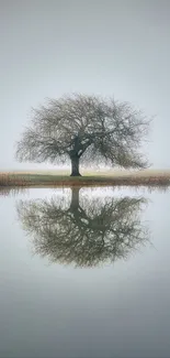 Calm reflective tree over still waters, surrounded by mist.