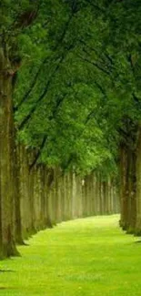 Lush green tree tunnel with serene atmosphere.