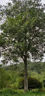 Tall tree standing against a forest backdrop with a cloudy sky.