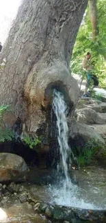 Water cascades from tree trunk in a lush forest setting, offering serene nature view.