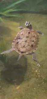 Turtle swimming peacefully in clear pond waters.