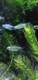 Tranquil underwater scene with fish swimming and green plants.