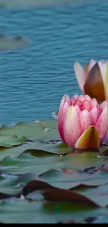 Serene water lily wallpaper with pink blossoms on a peaceful pond.