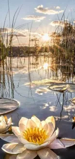 Sun setting over a pond with blooming white water lilies.