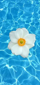 White lily floating on blue water with ripples at center.