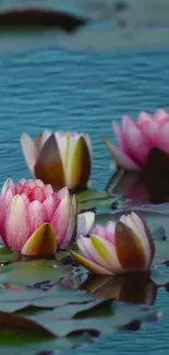 Serene water lilies float on tranquil teal waters.